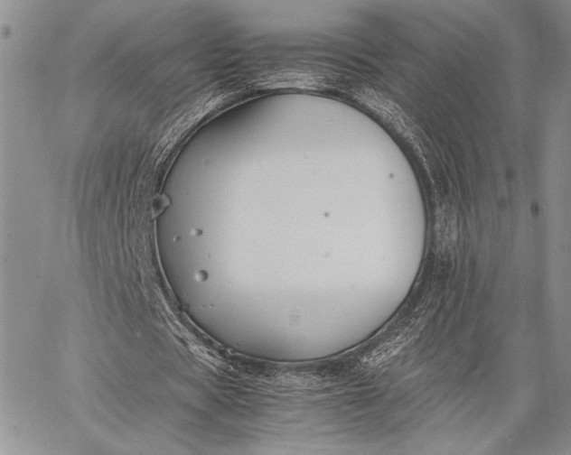 X0000062650529200601040920