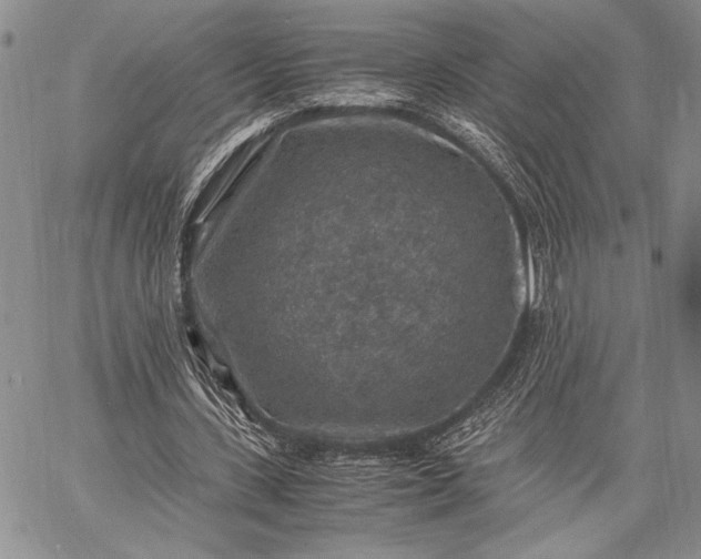 X0000062650531200601040920