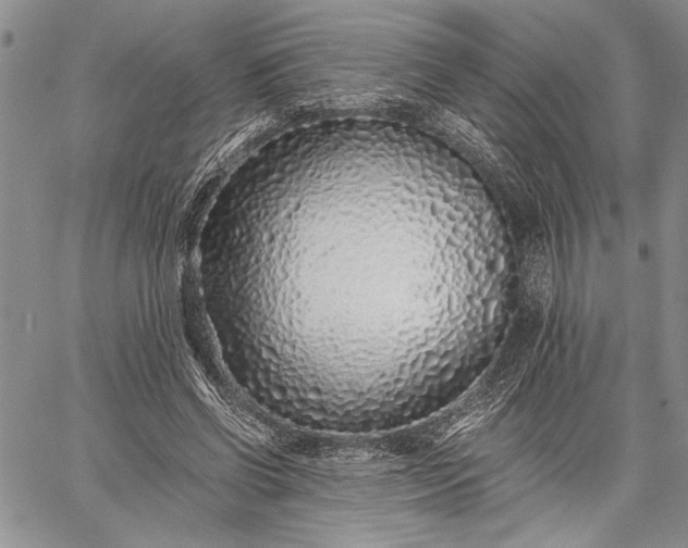 X0000062650542200601040920