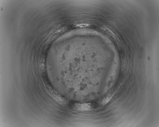 X0000062650553200601040921