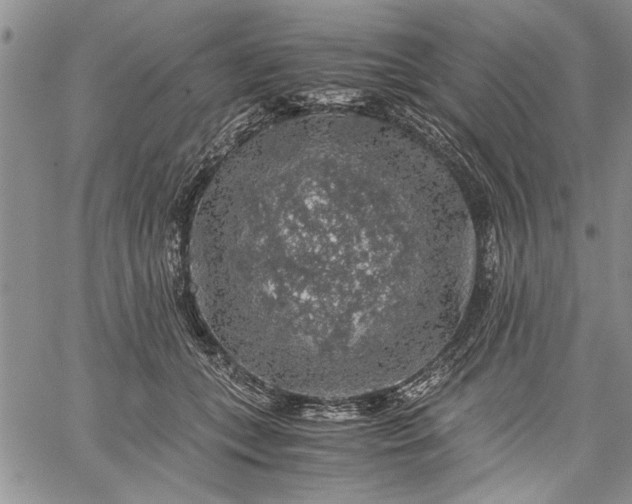 X0000062650559200601040921