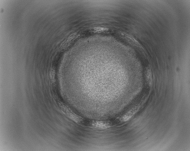 X0000062650565200601040921