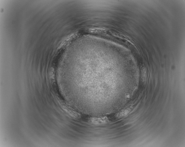 X0000062650571200601040921