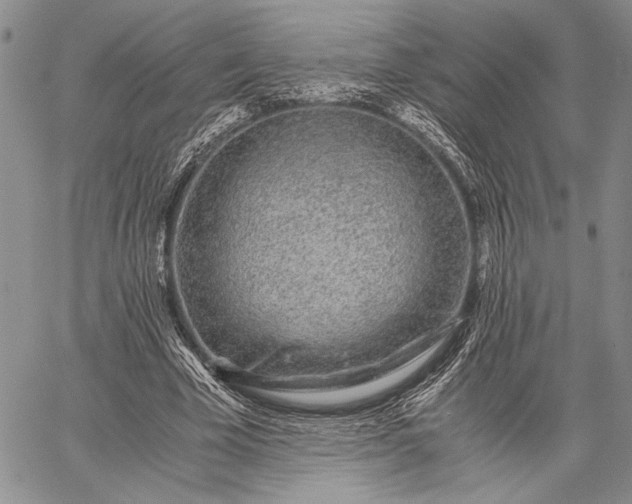 X0000062650585200601040920