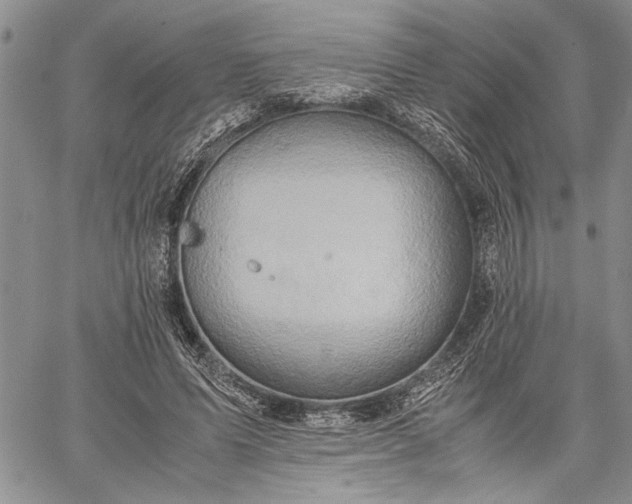 X0000062650591200601040920