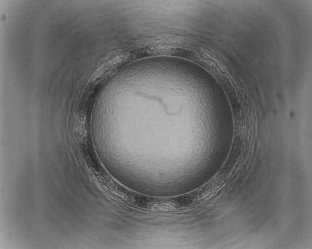 X0000062650599200601040920