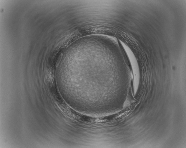 X0000062650607200601040920