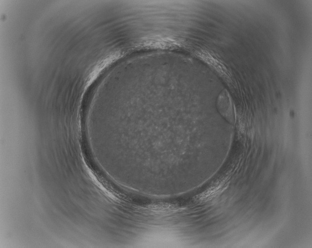 X0000062650630200601040919