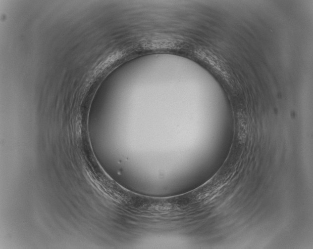 X0000062650631200601040919