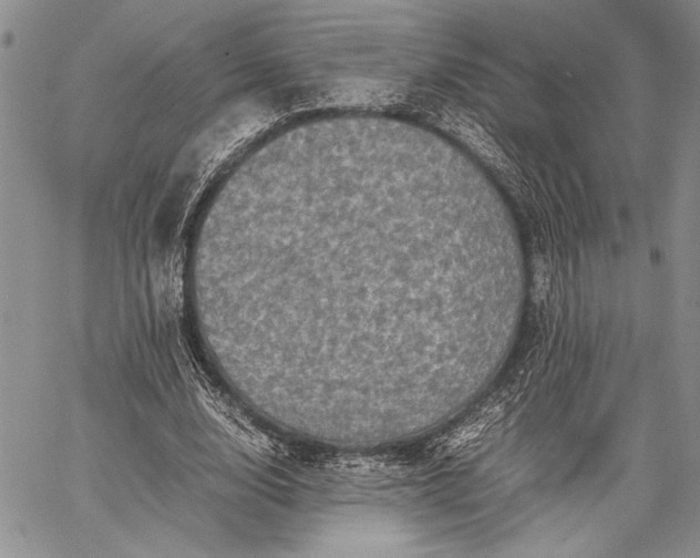 X0000062650632200601040919