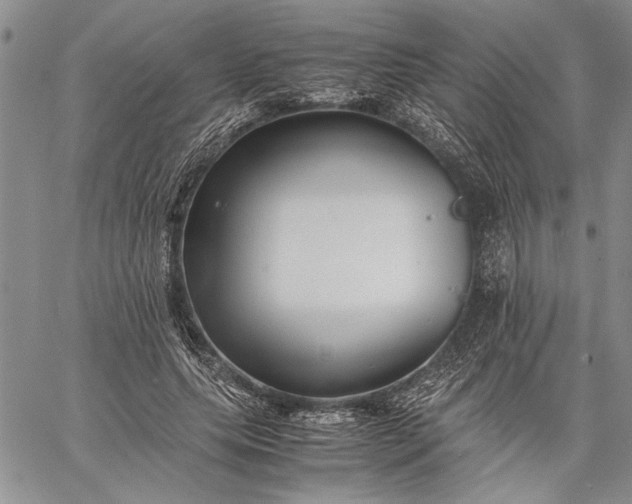 X0000062650639200601040919