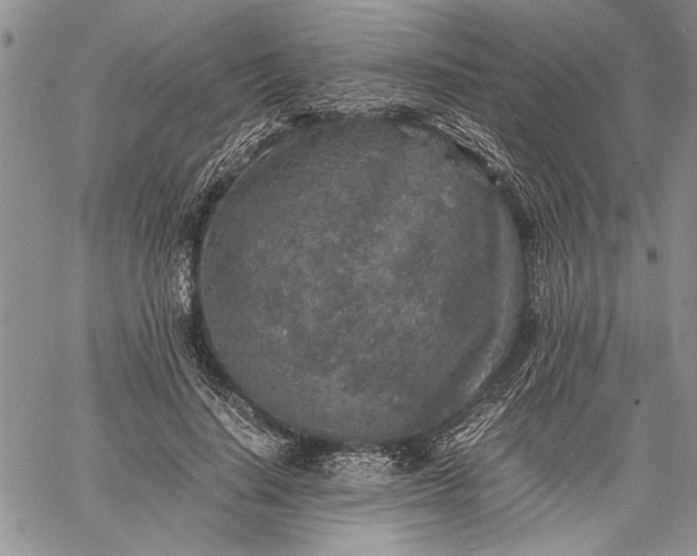 X0000062650644200601040919