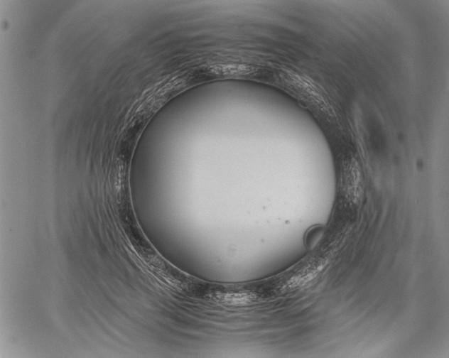 X0000062650645200601040919