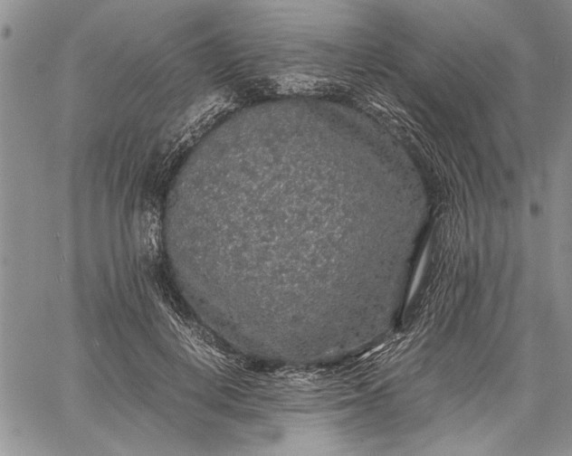 X0000062650648200601040919