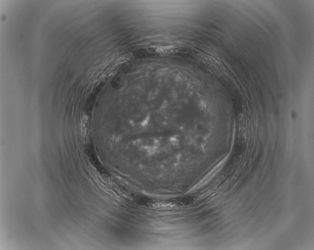 X0000062650650200601040919