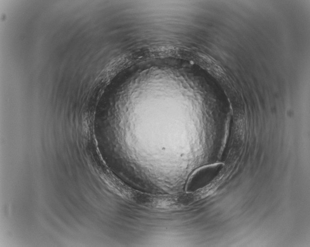 X0000062650662200601040919