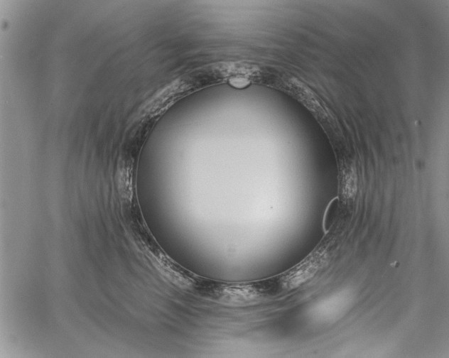 X0000062650666200601040919