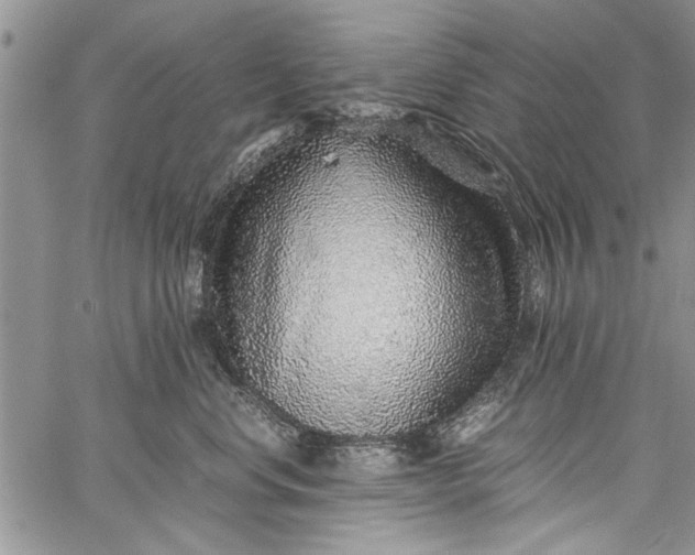 X0000062650668200601040919