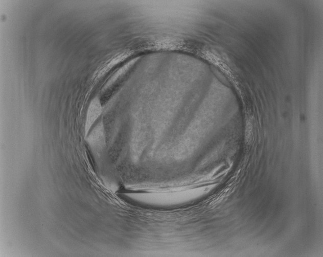 X0000062650673200601040919