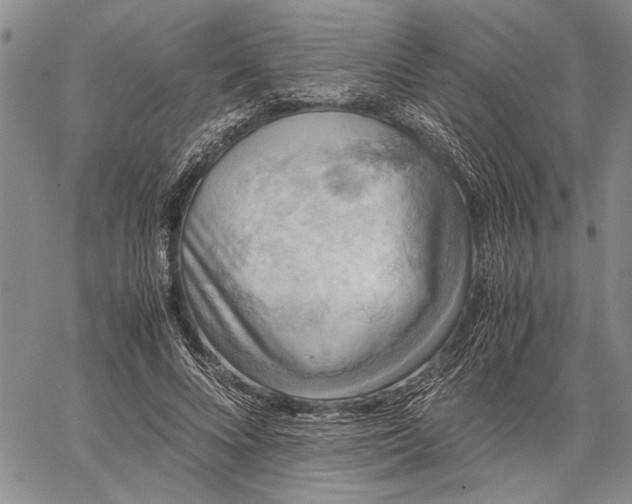 X0000062650688200601040918