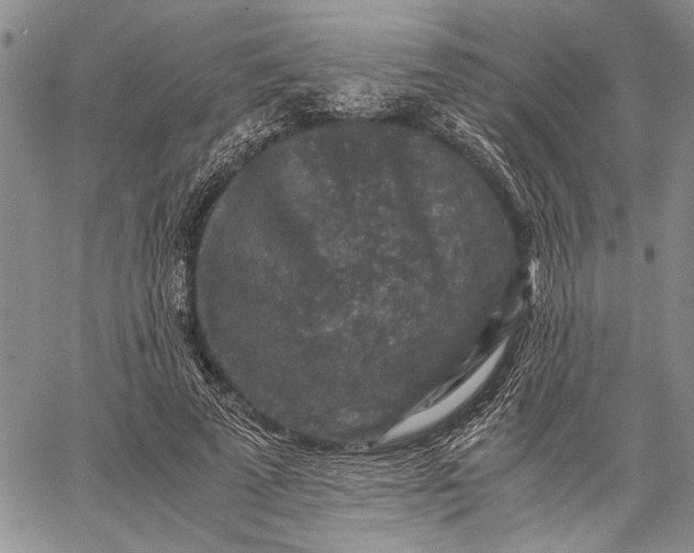 X0000062650689200601040918