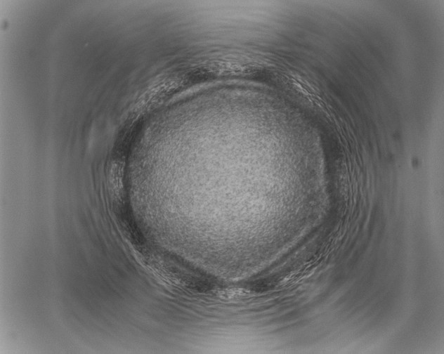 X0000062650695200601040918