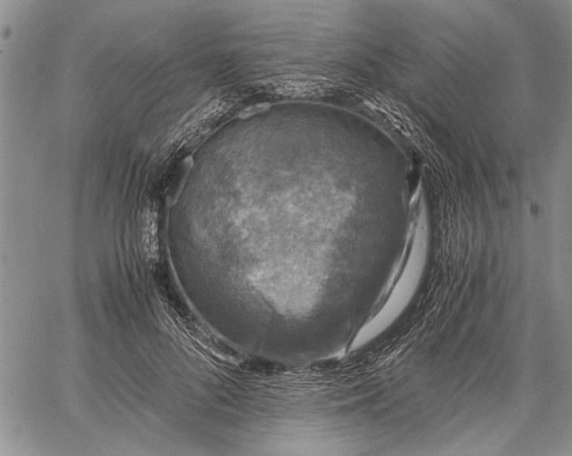 X0000062650696200601040918