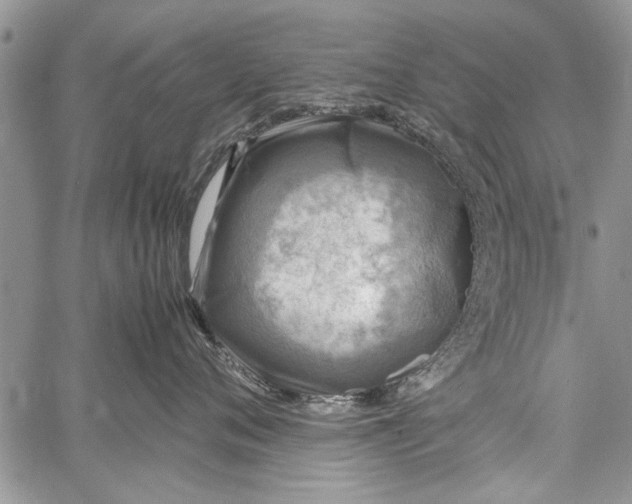 X0000062650720200601040918