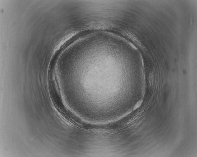 X0000062650722200601040917