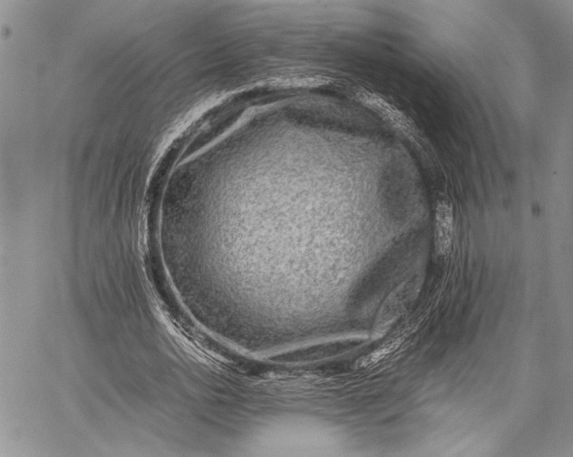 X0000062650726200601040917