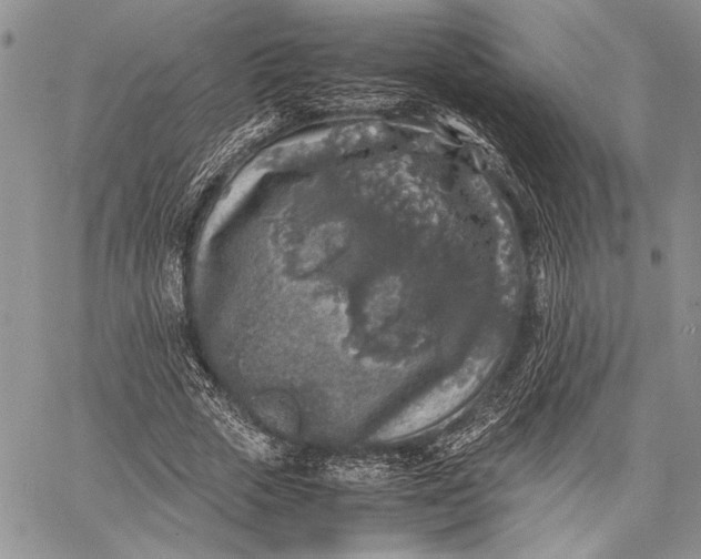 X0000062650729200601040917