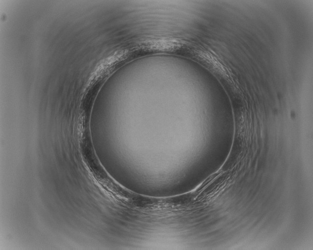 X0000062650736200601040917