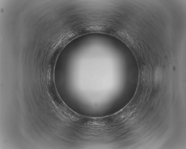 X0000062650739200601040917