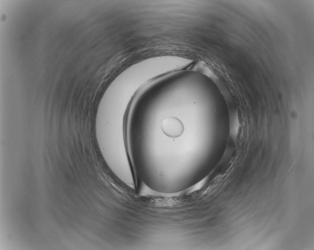 X0000062650766200601040918