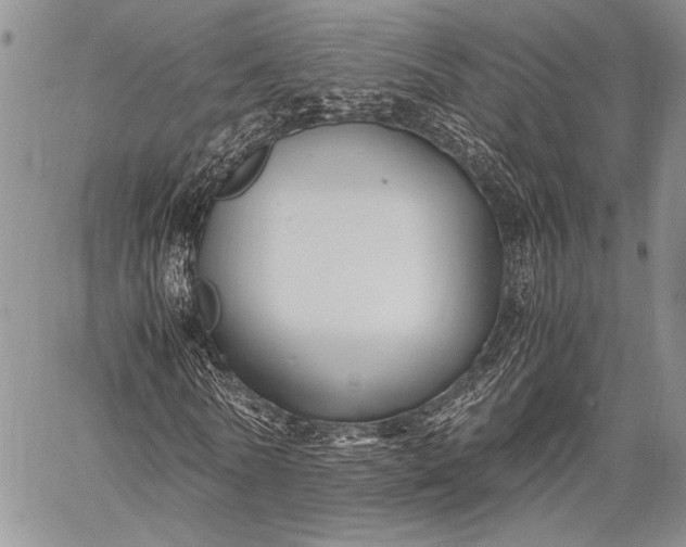 X0000062650770200601040917