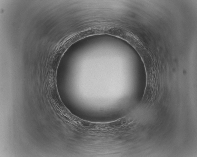 X0000062650773200601040917