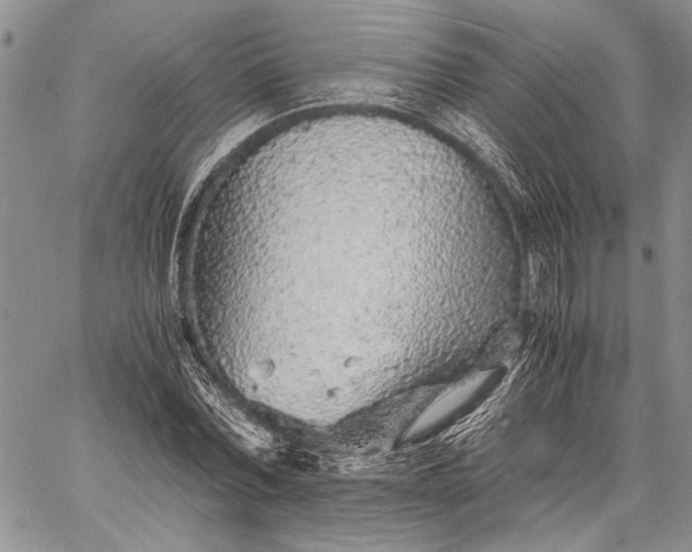 X0000062650780200601040917