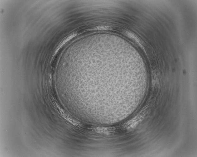 X0000062650827200601040916