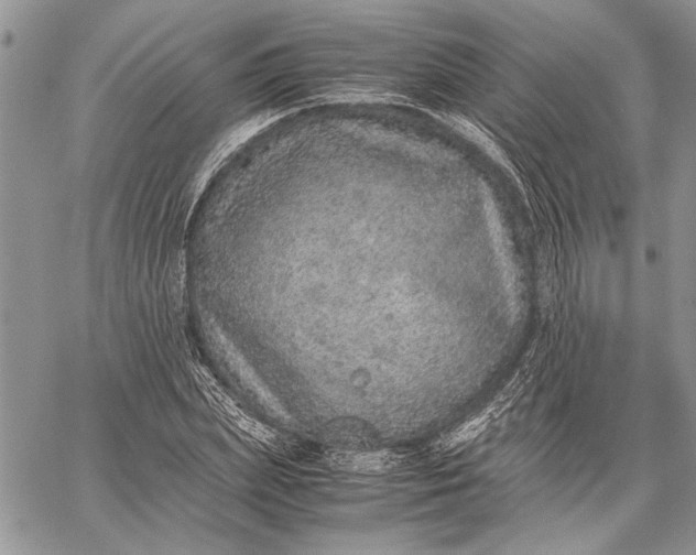 X0000062650831200601040916