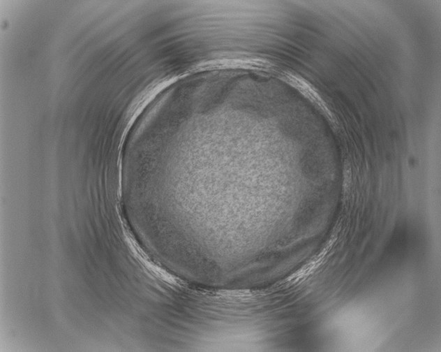 X0000062650844200601040916