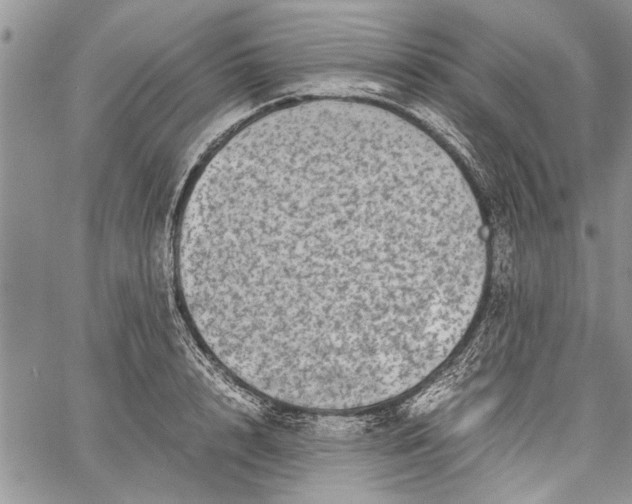 X0000062650848200601040916