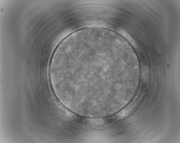 X0000062650856200601040916