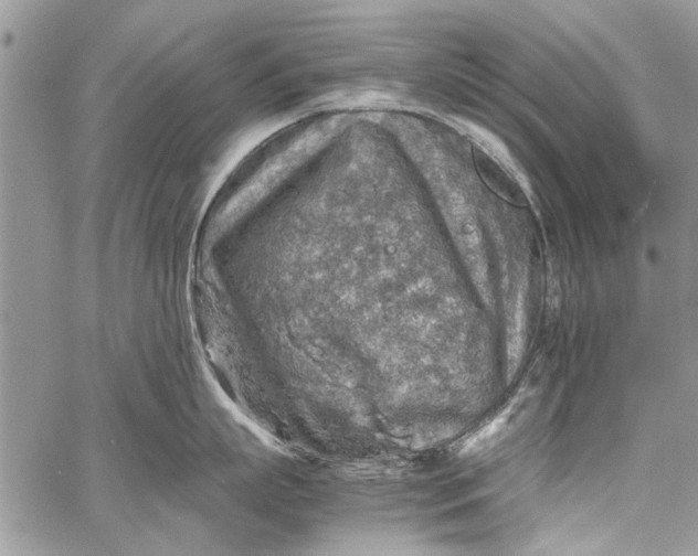 X0000062650863200601040916