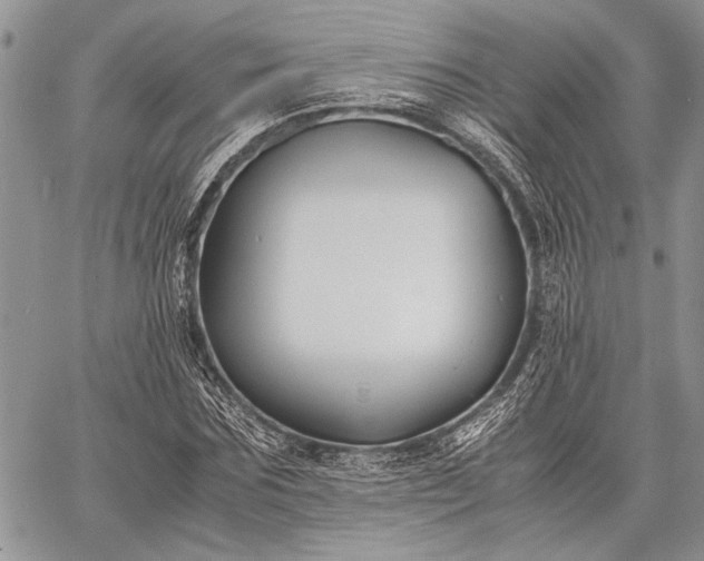 X0000062650875200601040915