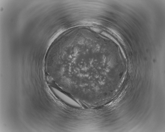 X0000062650899200601040915