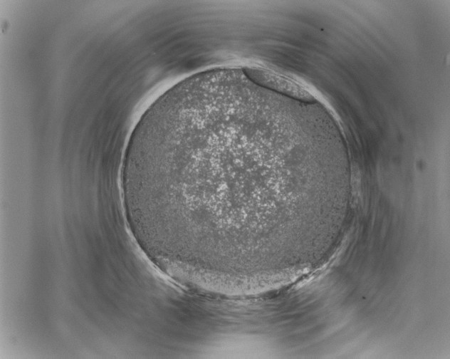 X0000062650959200601040915