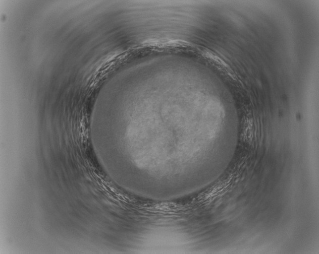 X0000062650966200601040914