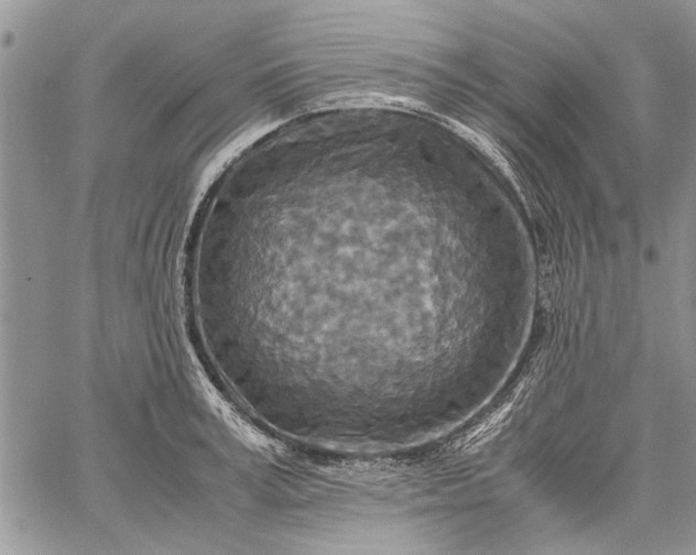 X0000062650995200601040913