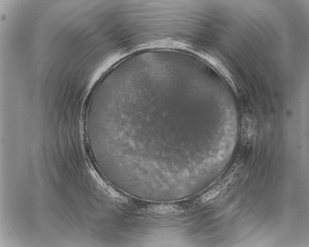 X0000062650998200601040913