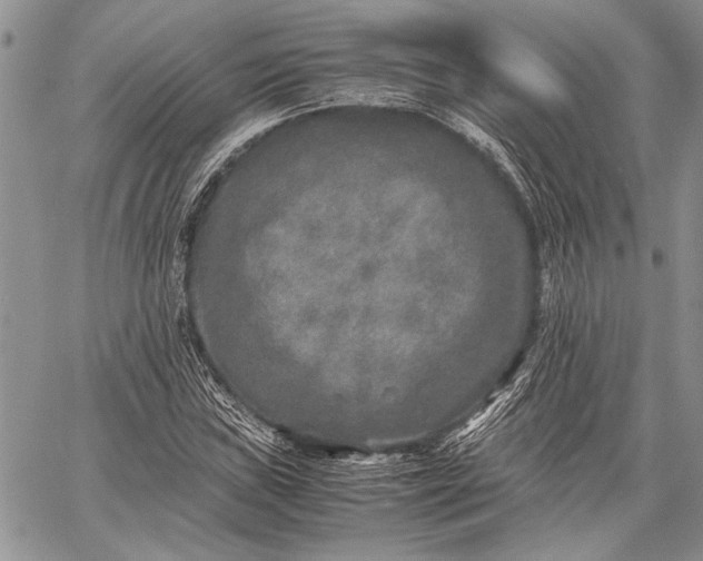 X0000062651019200601040912